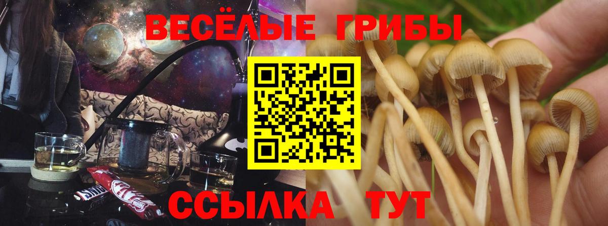 Псилоцибиновые грибы прущие грибы Губкин